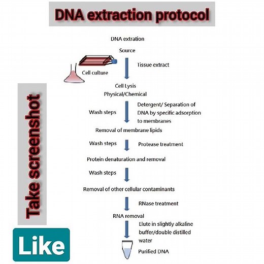 Basic manual DNA extraction method