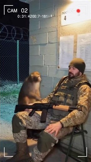 The monkey stole the Ak47 weapon😂 #monkey #ak47shorts #ytshorts #trending