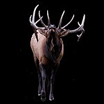 3 Autofocus modes, wanneer gebruik je ze?