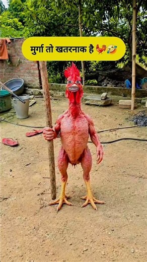मुर्गा तो खतरनाक(VS 🤪 🐓)हैं रे बाबा #dalimsharma #comedy #funny