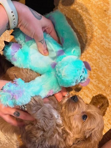 Emily norman on TikTok