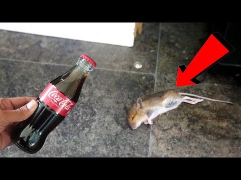 Coca-Cola Magic | How To Get Rid of Mouse, Rats, Permanently In a Natural Way |
