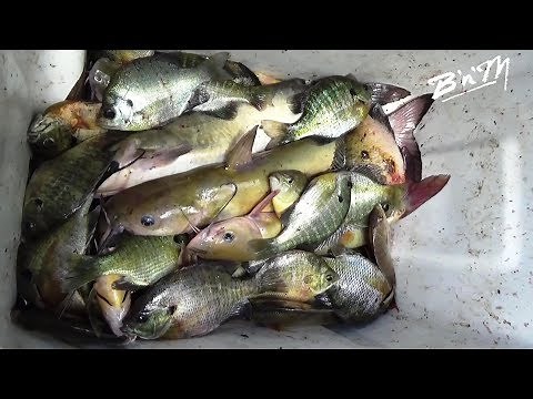 Fishing the Wateree River! With Capt Buster & Ms Jean... 6-26-2018