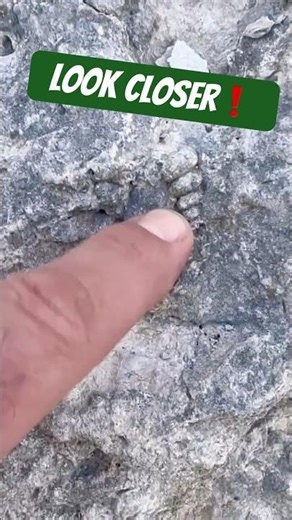 Most people walk right by these. #rockhounding #fossil #shorts