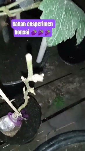Belajar berkreasi .....🍇anggur Transfiguration