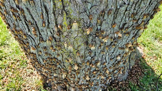 Lou Malnati's offers special summer deal for folks hoping to avoid cicadas outside