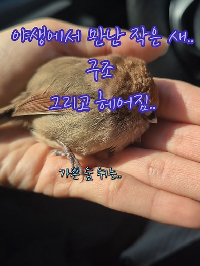 길 위에서 만난 구조된 새의 이야기