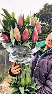 Ly kép Manouska có một vẻ đẹp Huyền bí… #langhoataytuu#Hoalytaytuu #hoalykep | Đặng Hà