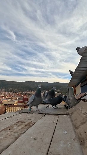 7.9K views · 150 reactions | Nice Trapping - চমৎকার ট্র্যাপিং | Raw Breed Pigeon | Facebook