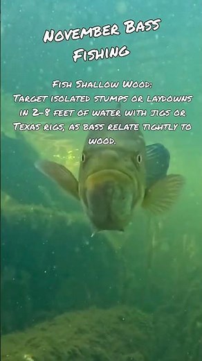 November Bass Fishing Tips #26