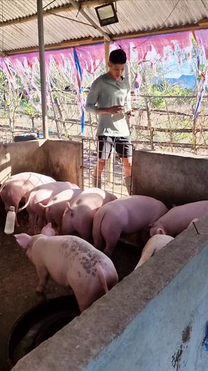 #baboyanbusiness #piggeryfarm #baboyan