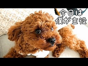 行動がいちいち面白い！トイプードルのTaruto＆Rasuku