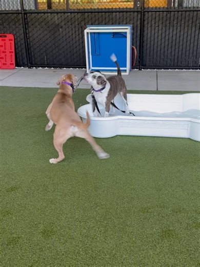 96 reactions | Seattle Humane on Reels | Facebook