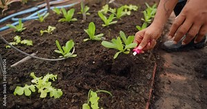 African Man gardening in the back yard garden, having fun, harvesting, Vegetable seedling in the ground, living an organic life, wearing comfortable clothes, farm working is my life.