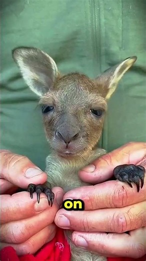 Baby Animals Are Cuter Than You Think 🐾