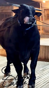 Watch how the Powerful Black Sahiwal Cross Bull, with its massive physique, walks with royal grace! 🔥🐃🔥#BlackSahiwal #SahiwalCross #MajesticBull #FarmLife #CattleLovers #Agriculture #FarmAnimals #RoyalGrace #sumonscattle | SUMON’S CATTLE