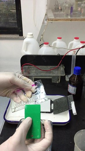 Western blot（WB）实验方法（下）