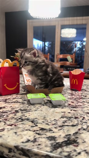 FurReal (@furreal509)’s videos with son original - Cat’slife - chubby_s_life