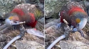 Watch: Incredible moment kākā bird turns tap on to have drink as video goes global
