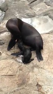 1.6K reactions · 240 shares | SeaWorld has a new addition! Minerva, an eight year old Sea Lion, gave birth yesterday to a healthy pup. As you will see in the video, the baby sea lion is nursing and bonding with its mom. You can see mom and pup the next time you visit Pacific Point Preserve at SeaWorld Orlando. | SeaWorld | Facebook