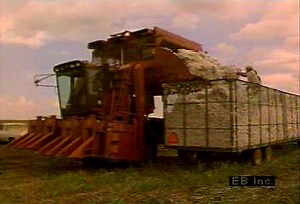 Past and present of American South cotton production | Britannica