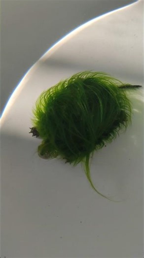 A Turtle's Living Algae Armor 👀