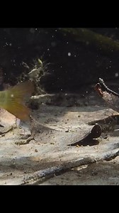 629K views · 10K reactions | Fish #animals #fish #fishlife | Animal Documentary | Facebook