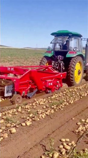 High Efficiency Potato Harvesting with Advanced Industrial Machinery