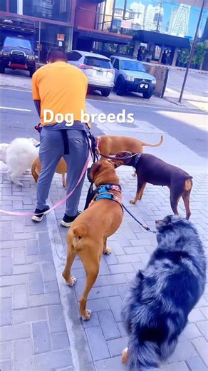 The Ultimate Guide to Dog Types!