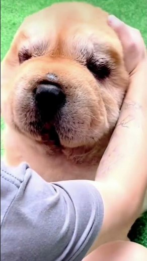 Windows Dog meme #shorts