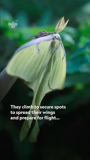 These luna moths have one week to make their mark 🌱🦋 #ARealBugsLife #NatGeoAnimals