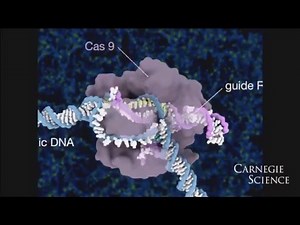 Jennifer Doudna: CRISPR/Cas9 in Action