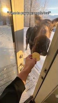 Buffet Time:You're on Feeding Duty!#animallife #animals #wildlife #cute #wild