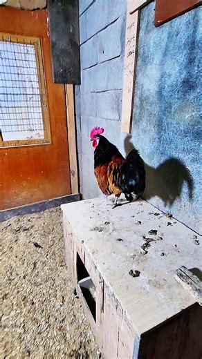 ‏#vorwerkchicken #chekin🍗🍔🍕🌮🥗 #ڕانیە_سلێمانی_کەرکوک_هەولێر_قەڵادزێ