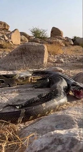 Monitor Lizard’s Lightning Tail Whip vs. Python! ⚡🦎🐍 #animals #wildlife #reaction