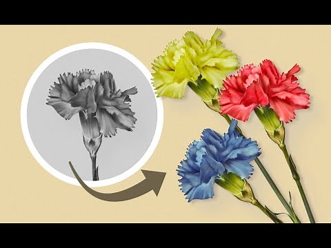 Digital Painting Class - Affinity Designer (or Photo)