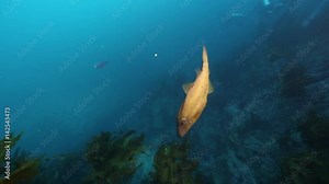 Leatherjacket fish swimming underwater at Poor Knights Islands Stock Video