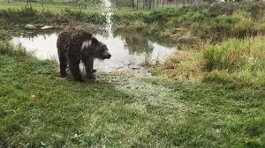 231 reactions · 78 shares | Check out our web page for more info  Discoverywildlifepark.com | Discovery Wildlife Park | Facebook