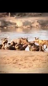 2.5K views · 25 reactions | Animals HD on Reels | Facebook