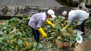 Inside the Pineapple Paradise: How the World’s Sweetest Pineapples Are Grown & Processed