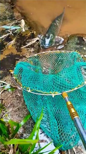Catch beautiful aquarium fish in small pond baby turtles, iguanas, frog, shrimp, molly fish, guppies