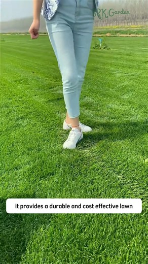 Ryegrass Seeds | SRK