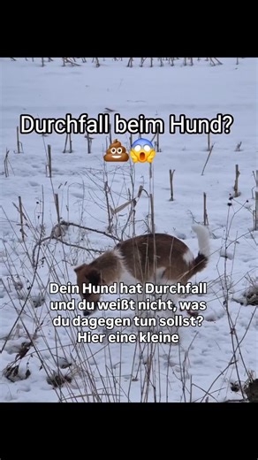 Erste Hilfe gegen Durchfall beim Hund. Sollte es auf diesem Weg nicht klappen, solltest du deinen Hund selbstverständlich beim Tierarzt vorstellen, um der Ursache auf den Grund zu gehen! Folge mir gerne für weitere Lifehacks mit Hund 😉 www.hundetrainerunterwegs.de #hundetraining #hundeausbildung #hunde #hundeseminare #lifehack | Benjamin Günther