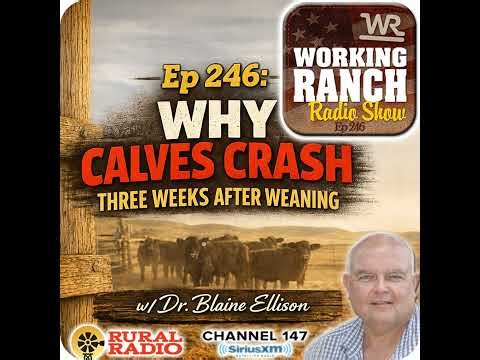 Ep 246: Why Calves Crash Three Weeks After Weaning or a Stress Event w/ Dr. Blaine Ellison