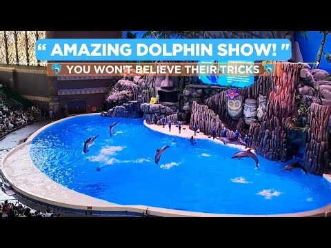 AMAZING DOLPHIN SHOW | Most Spectacular Dolphin Performance Ever!