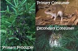 3.2 - Energy, Producers, and Consumers