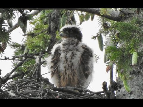 Faucon émerillon 9 - Merlin / Falco columbarius