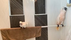 23K views · 2.3K reactions | Watch the live feed from earlier where Coco, Floyd and Kiwi all have a shower. | Lucky Lou and Coco Too | Facebook