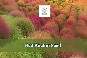Red Kochia Seeds: Exotic Mexican Fire Plant - Bold Foliage - Etsy
