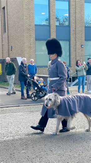 69K views · 2.8K reactions | Seamus the Irish Wolfhound #fblifestyle #windsorcastle #unitedkingdom #changingoftheguard #viral #statevisit #grenadier #royalfamily #irish #royalmarines #videoviral #military #britisharmy #royalairforce #irishguards #gurkha #householdcavalry #coldstreamguards #army #windsor #kingsguard #reels #raf #guard #march #marchingband #bagpipes #artilleryreg #london #londonevents | Julia Krishana | Facebook
